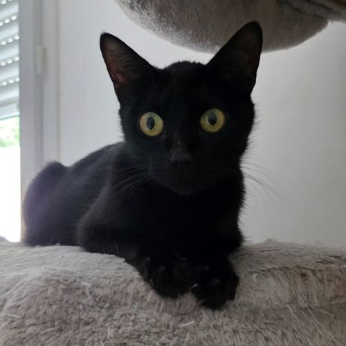 Dinah la belle et courageuse