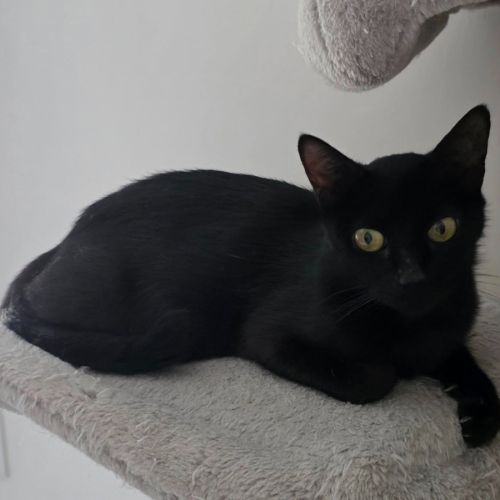 Dinah la belle et courageuse #2