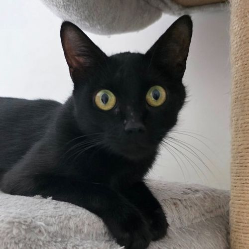 Dinah la belle et courageuse #3