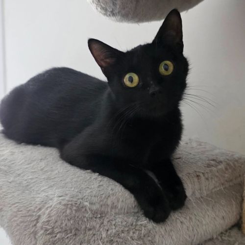 Dinah la belle et courageuse #4