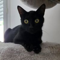 Dinah la belle et courageuse #0