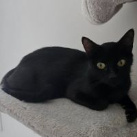 Dinah la belle et courageuse #2