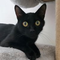 Dinah la belle et courageuse #3