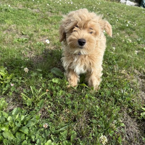Maltipoo : type caniche x bichon