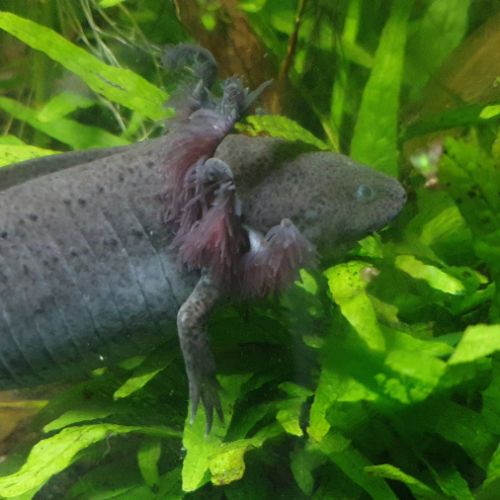 Copper et melanique #1