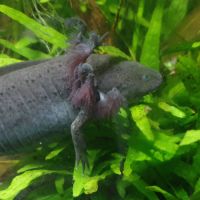 Copper et melanique #1