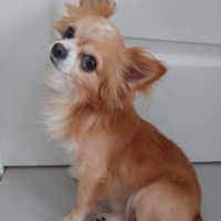 Superbe chihuahua male dispo pour saillie