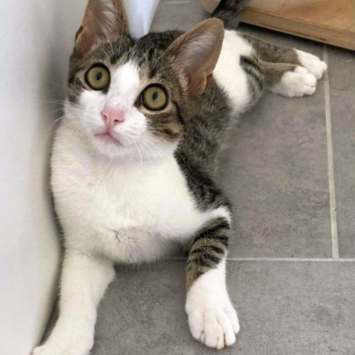 Tigrus discret, gourmand et joueur #2