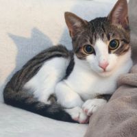 Tigrus discret, gourmand et joueur