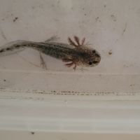 Axolotls mélaniques sauvages