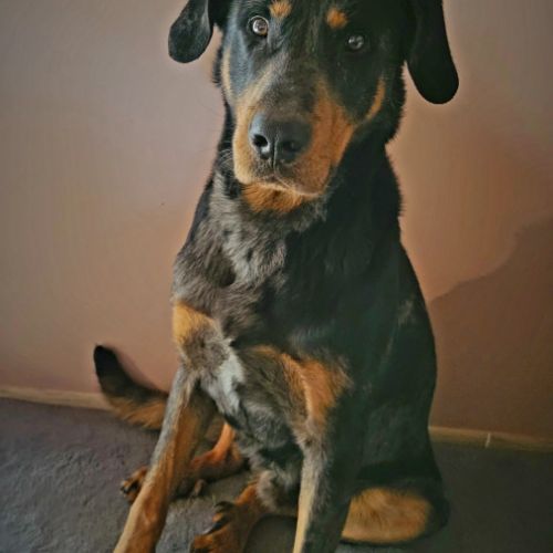 Gentil beauceron arlequin pour saillie
