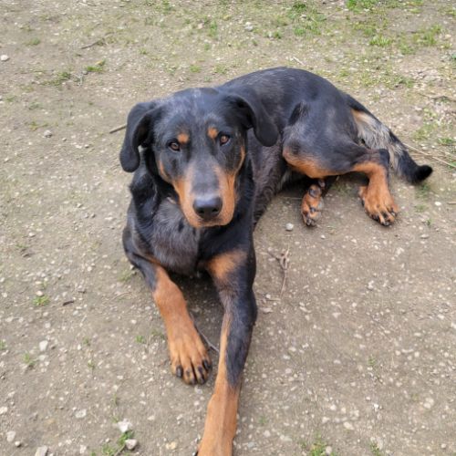 Gentil beauceron arlequin pour saillie #3