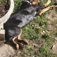 Gentil beauceron arlequin pour saillie #1