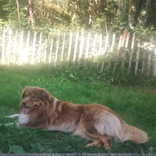 Saillie berger australien rouge tri #1