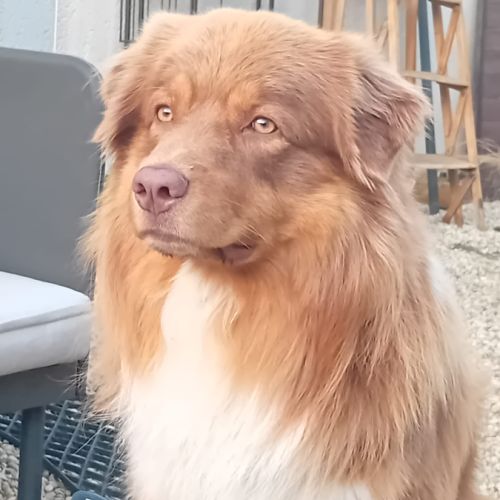 Saillie berger australien rouge tri