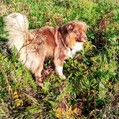 Saillie berger australien rouge tri #3