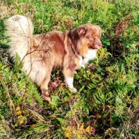 Saillie berger australien rouge tri #3