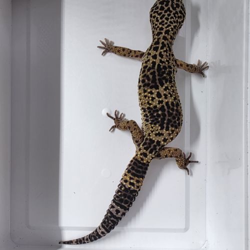 Gecko leopard adultes #4