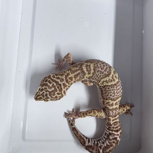 Gecko leopard adultes #5