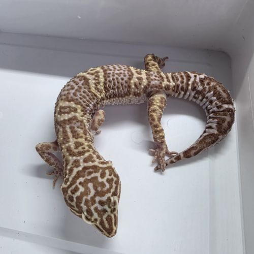 Gecko leopard adultes