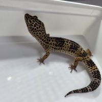 Gecko leopard adultes #1