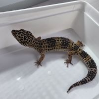 Gecko leopard adultes #2