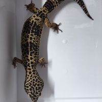 Gecko leopard adultes #3