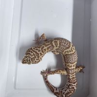 Gecko leopard adultes #5