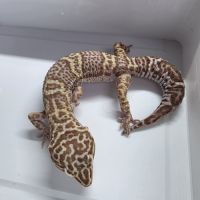Gecko leopard adultes