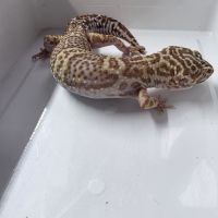 Gecko leopard adultes #7