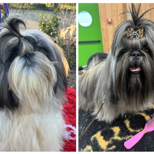 Magnifique chiots shih tzu lof #1