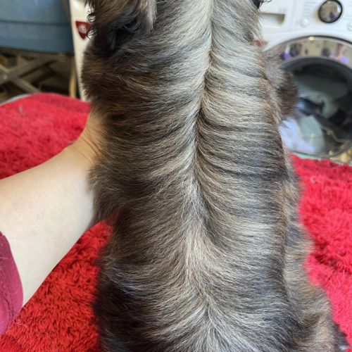 Magnifique chiots shih tzu lof #2