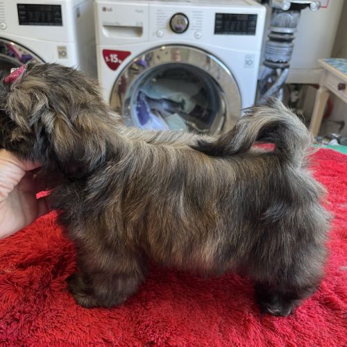 Magnifique chiots shih tzu lof #3