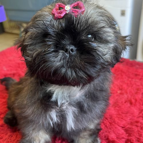 Magnifique chiots shih tzu lof #0