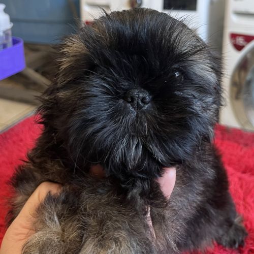 Magnifique chiots shih tzu lof #5