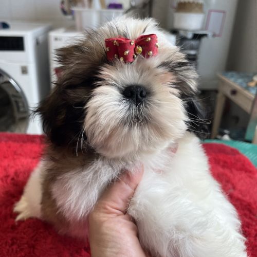 Magnifique chiots shih tzu lof #8