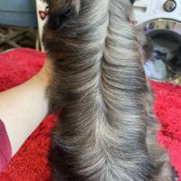 Magnifique chiots shih tzu lof #2