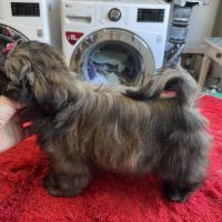 Magnifique chiots shih tzu lof #3