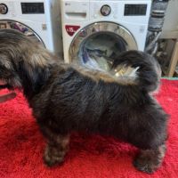 Magnifique chiots shih tzu lof #6