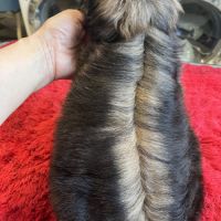 Magnifique chiots shih tzu lof #7