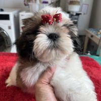 Magnifique chiots shih tzu lof #8