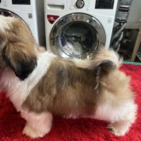 Magnifique chiots shih tzu lof #9