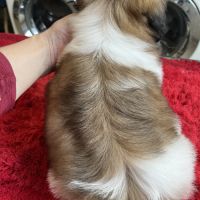 Magnifique chiots shih tzu lof #10