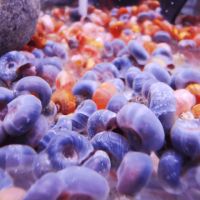 Escargot planorbes