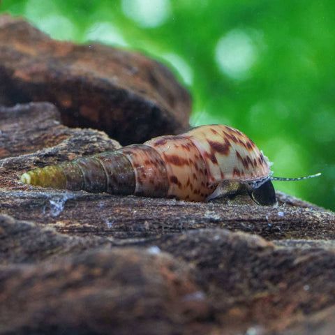 Escargot mélanoïde