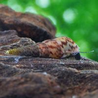 Escargot mélanoïde