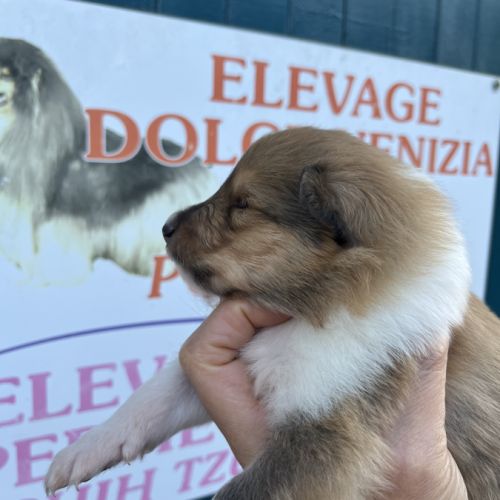 Magnifique chiots colley poil long lof #7