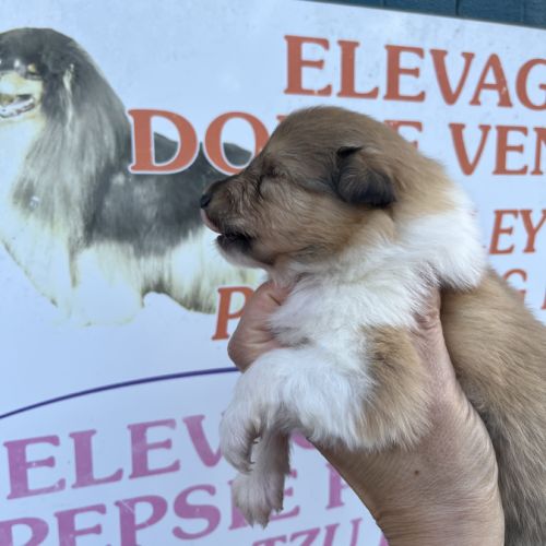 Magnifique chiots colley poil long lof #9