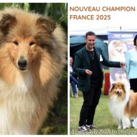 Magnifique chiots colley poil long lof #1