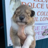 Magnifique chiots colley poil long lof